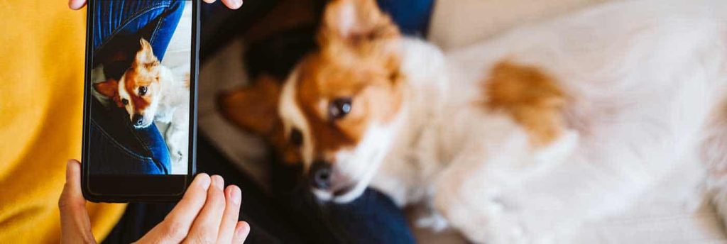 Bli-Frivillig-Informasjonsarbeid-i-sosiale-medier-Dyrebeskyttelsen-Norge_1